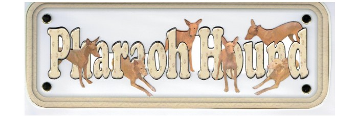 Pharoah Hound Pharoah Hound